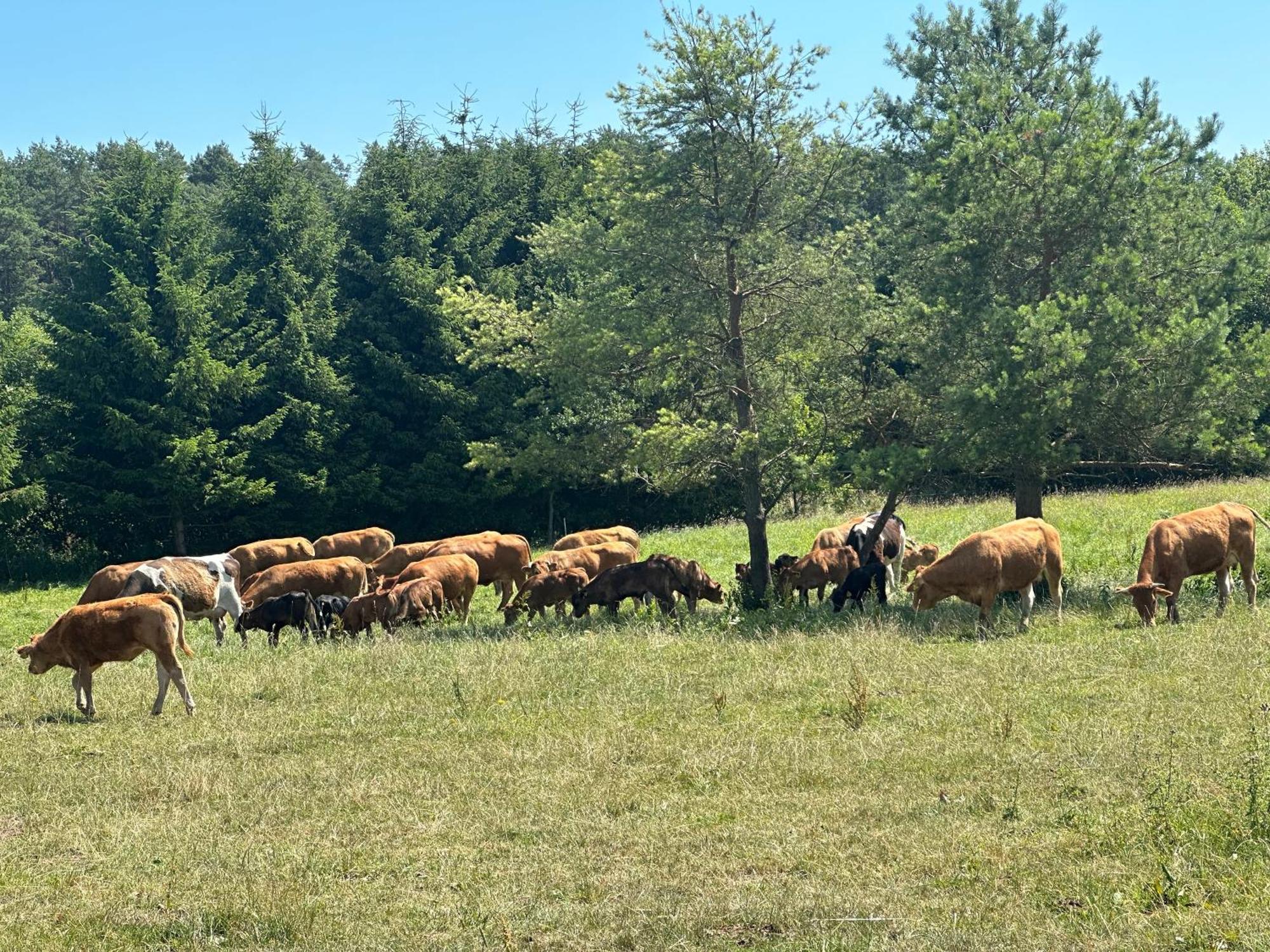 Gizycko-Przerwanki Domki Widok Na Mazury Bagian luar foto