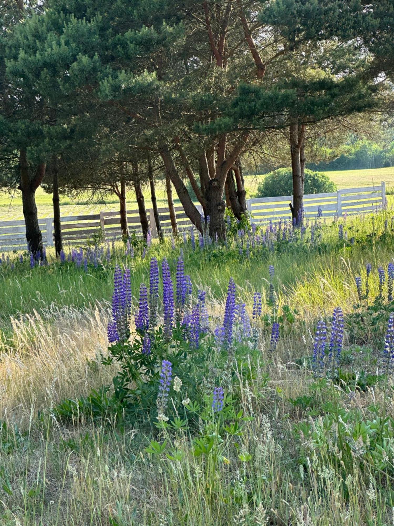 Gizycko-Przerwanki Domki Widok Na Mazury Bagian luar foto