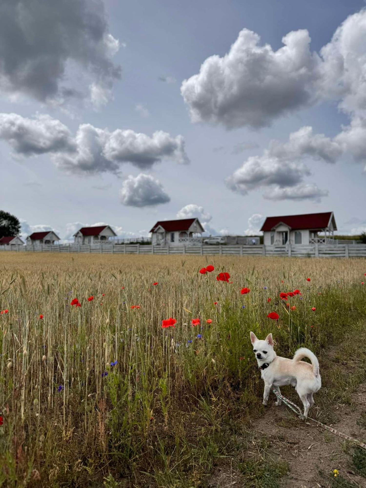 Gizycko-Przerwanki Domki Widok Na Mazury Bagian luar foto